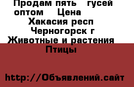  Продам пять   гусей  оптом  › Цена ­ 6 000 - Хакасия респ., Черногорск г. Животные и растения » Птицы   